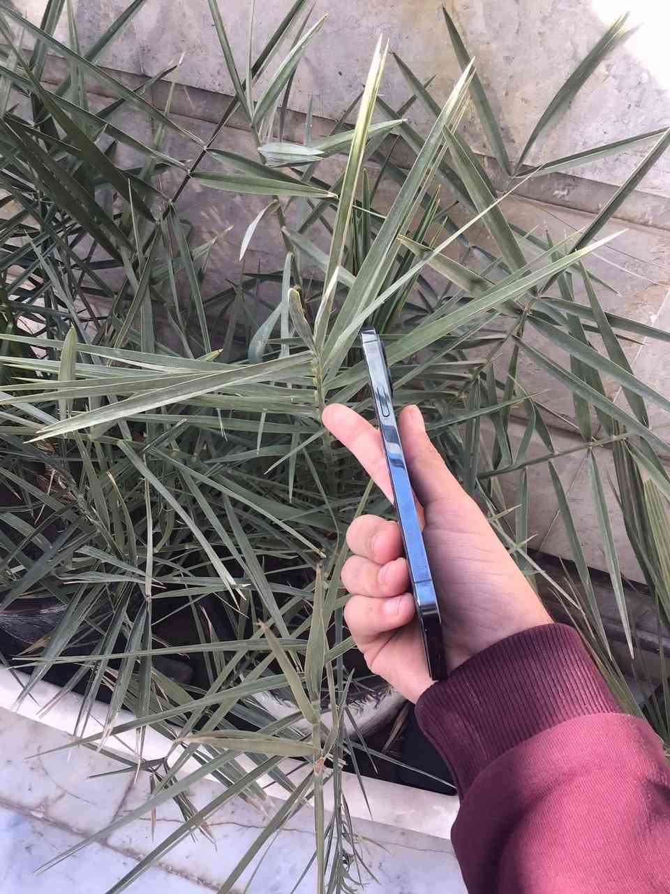 ايفون 12 برو ماكس
ذاكرة 512
بطارية 100 مبدلة🔋
شاشة مبدلة
كاميره الثالثة مبدلة فقط
ولباقي مكفول 
سعر 375 الف وبي مجال او مراوس
***********
