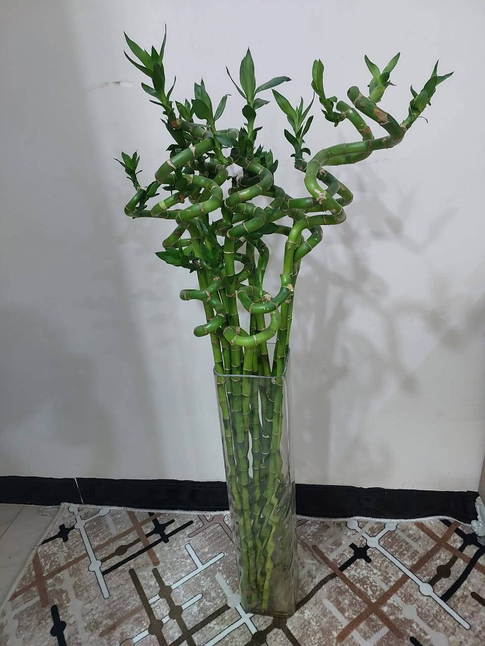 نباتات طبيعية للبيع هولنديه يوجد توصيل داخل كركوك


**إذا كنت صاحب هذا الإعلان وتريد حذفه لأي سبب، رجاءا أرسل رسالة إلى الدعم الفني**