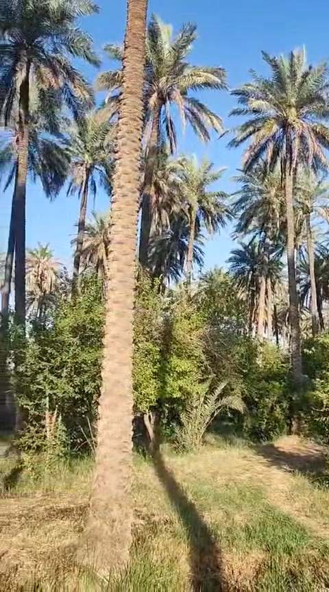 بستان مسيج للبيع
المساحة 3 دونم و 1000 متر
طابو زراعي سند 25 سند مستقل 
ديالى ركه حجي سهيل 
للاستفسار ***********
