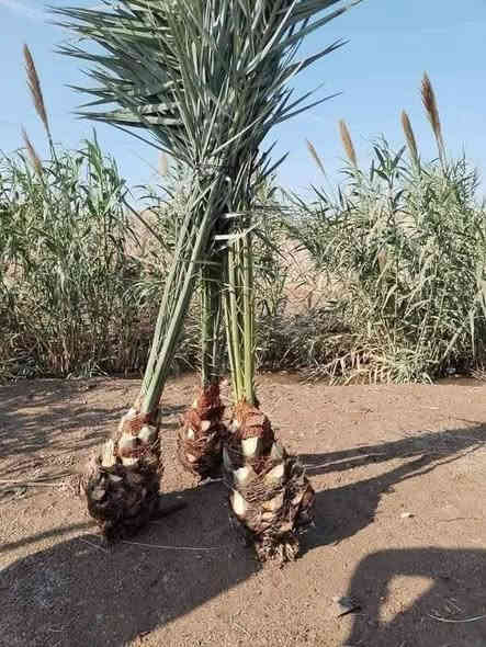 السلام عليكم 
يوجد لدينا فسيل 
برحي 
بريم 
مكتوم 
وشرسي مندلي 
عنوان ديالى شهربان 
***********
