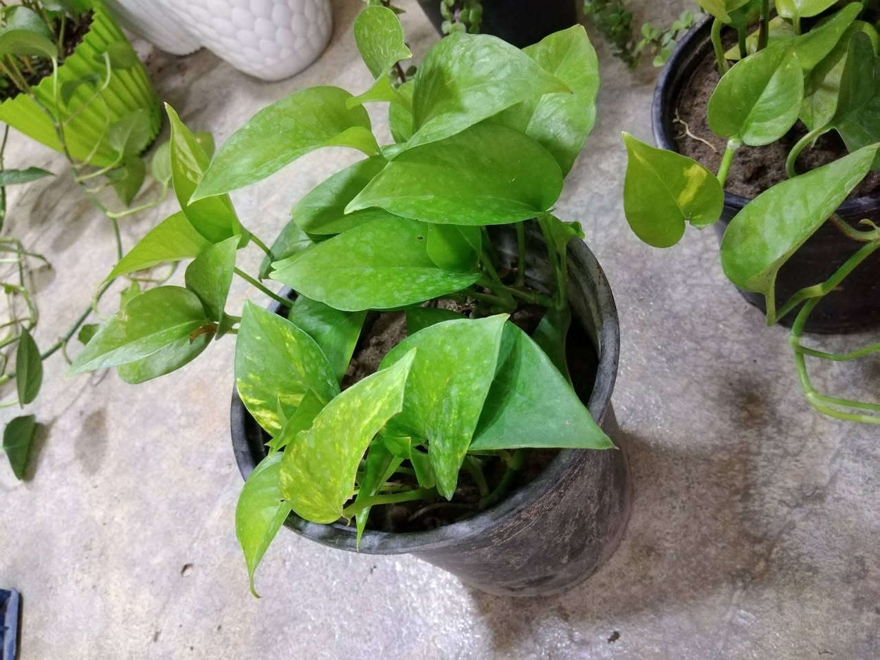 لبلاب وجبه جديده بكميه محدوده السعر 3ألاف فقط 🌿
✨ ورود يومية بأجمل الألوان
🚚 توصيل مجاني داخل هبهب
📍 أقرب نقطة دالة: قرب مدخل المجمعات
📩 للطلب مراسلتنا خاص


**إذا كنت صاحب هذا الإعلان وتريد حذفه لأي سبب، رجاءا أرسل رسالة إلى الدعم الفني**