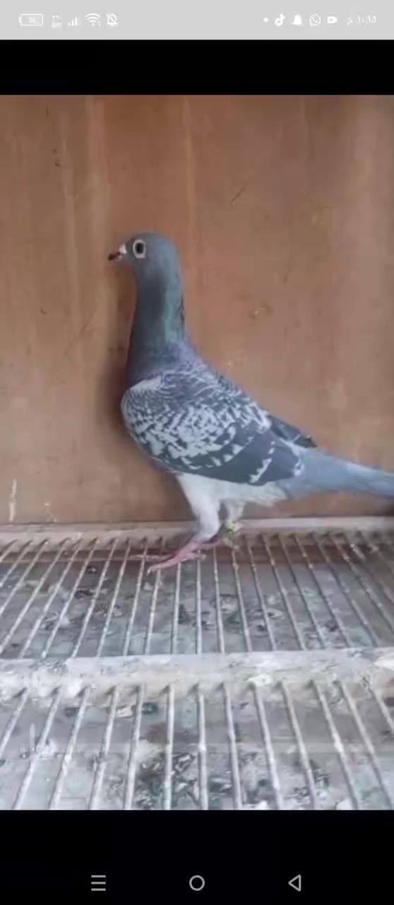 السلام عليكم اخوان مكلف بل نشر متاح

تك طيره موديل 2023 بشهادتهه وشهايد امهاتهه 

تبزير اخونه عماد الملك الملك 
ابوهه تبزير كمال خياب ابوهه مديل 2019 نيو كتل مع كرايبر 

وامهه تبزير الجناي احمد ابو شعر امهه موديل 2020 امهه نجمه من حمام نجمه 

مكاني بغداد حي ؤر ام الكبر والغزلان وهذا رقمي ***********
