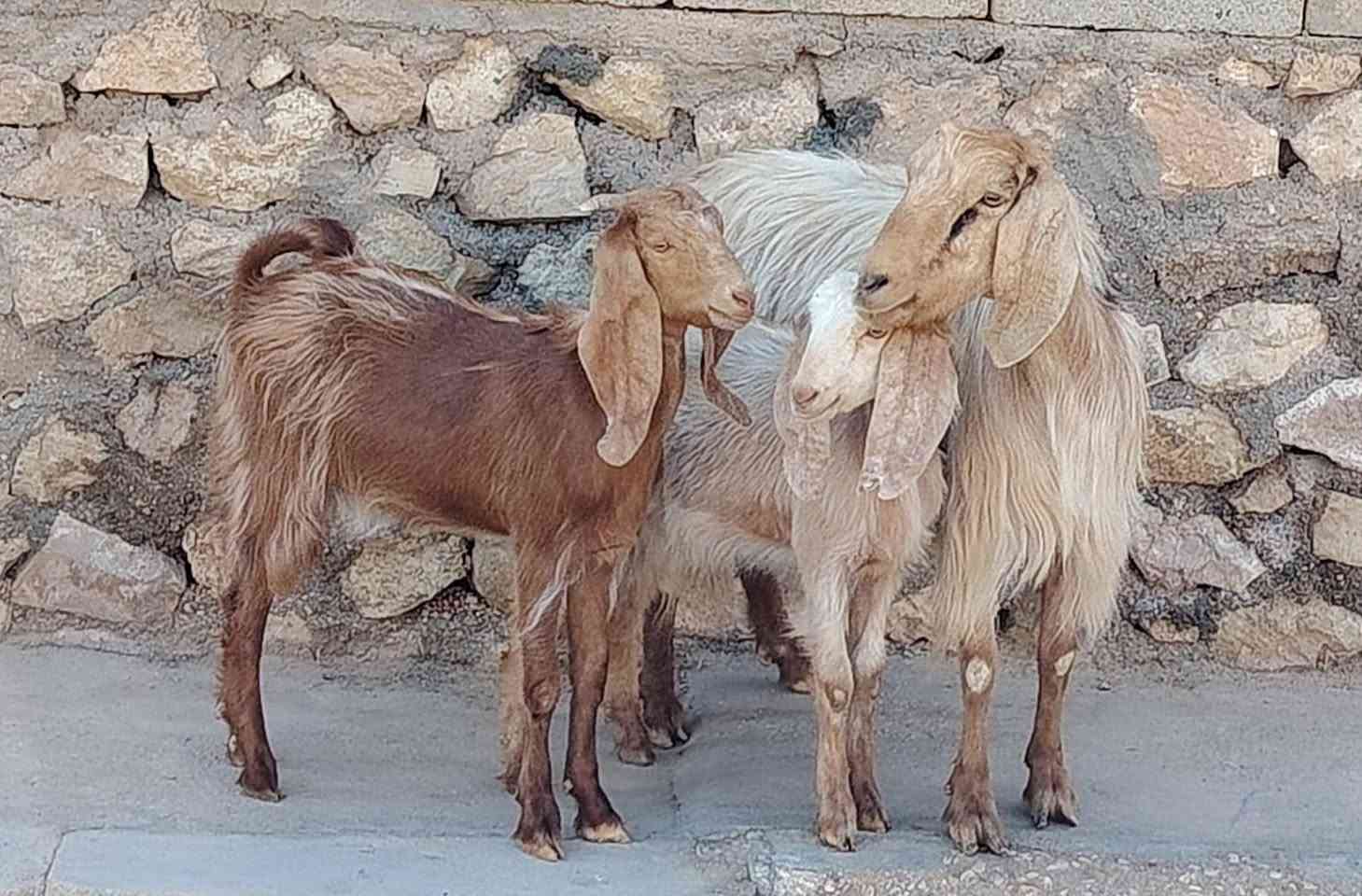 بسم الله ماشاء الله
للبيع عنز مال جنيه وراها توم صخلات
كفاله سن وشطر ونصاح مضروبه سفنجه ومعشره
فوك بناته جمه حلوه خشنه الي تعجبه يتواصل وياي
سعر ٥٤٠ الف
العنوان القائم الكرابله للتواصل
***********
***********
