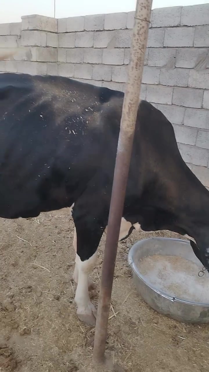 بقره اتريدها جنيا اتريدها لجبه اتريدها لحم اتصل على الرقم ***********

