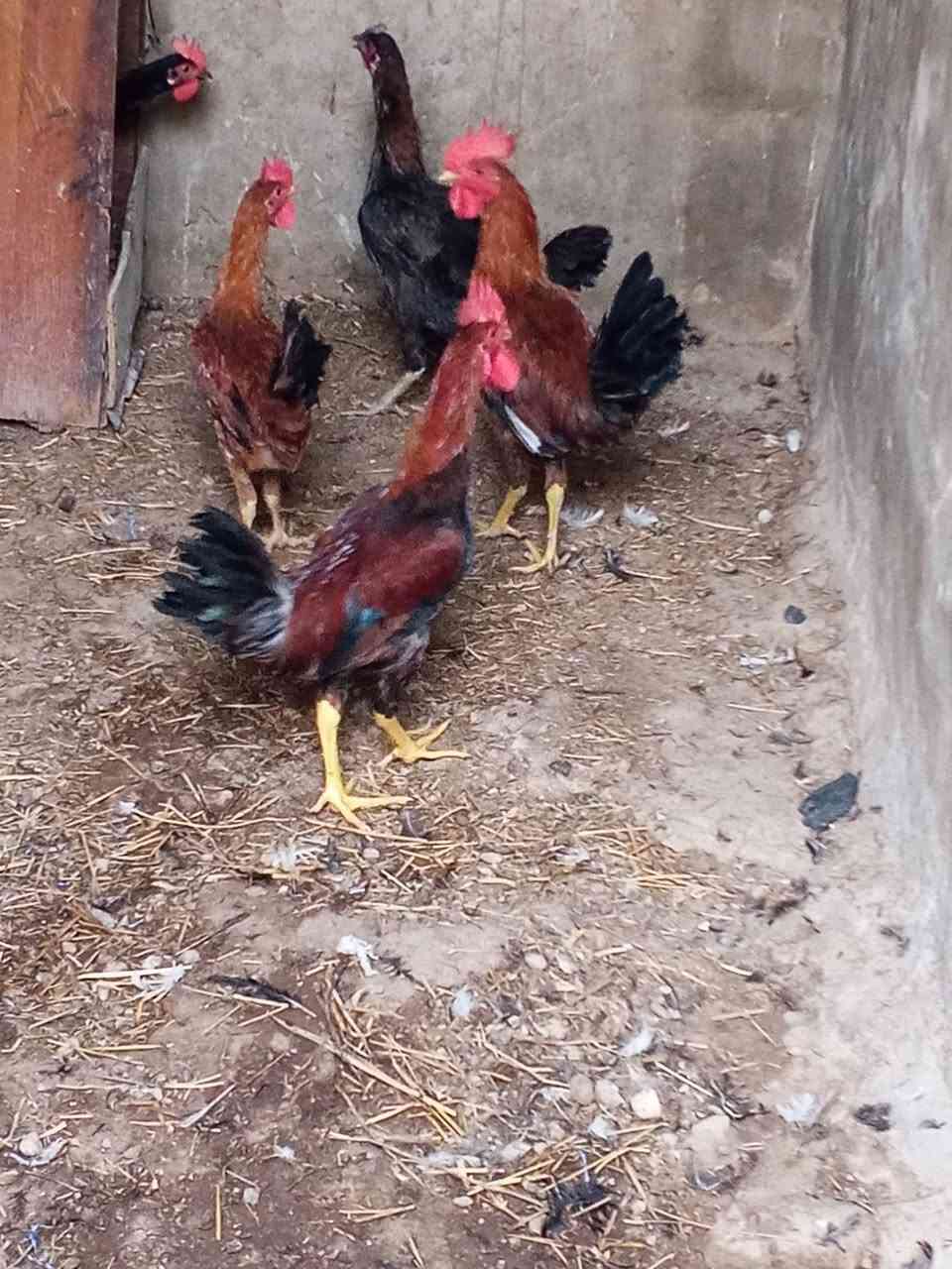 للبيع ديوجه عدد 3


**إذا كنت صاحب هذا الإعلان وتريد حذفه لأي سبب، رجاءا أرسل رسالة إلى الدعم الفني**