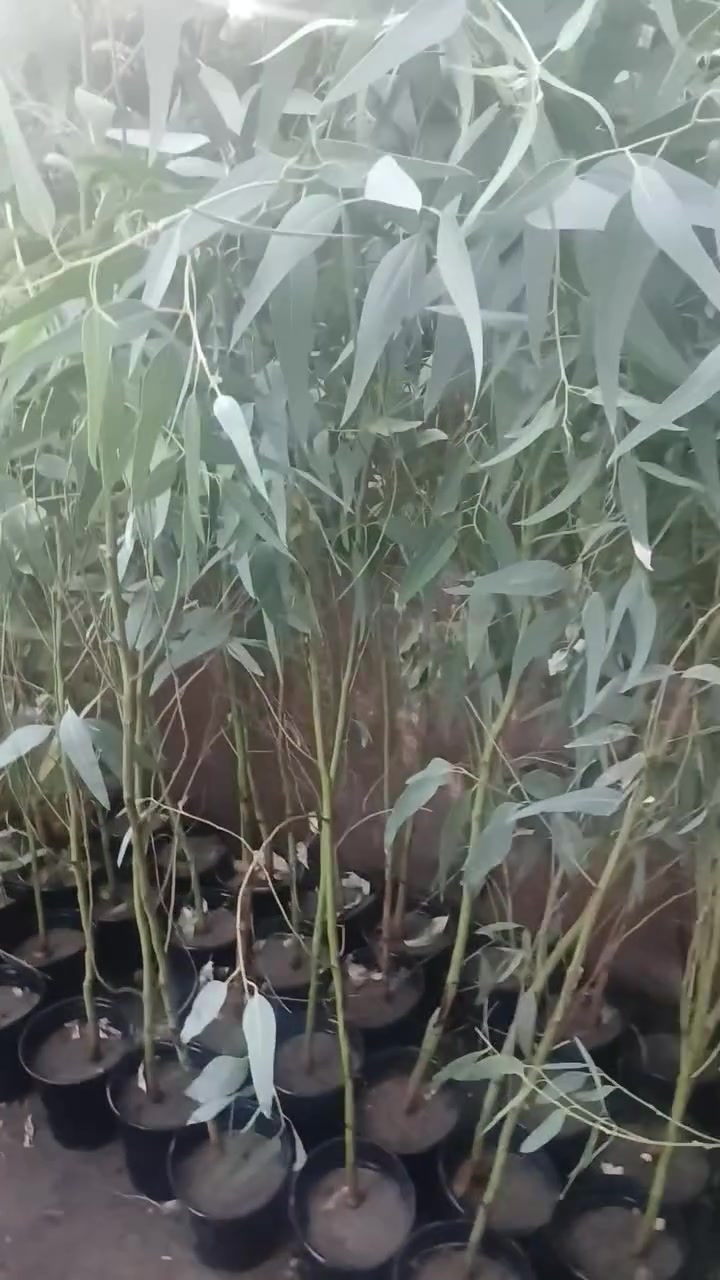 مشتل الزهور حي ميسان مقابيل مصرف الدم


**إذا كنت صاحب هذا الإعلان وتريد حذفه لأي سبب، رجاءا أرسل رسالة إلى الدعم الفني**