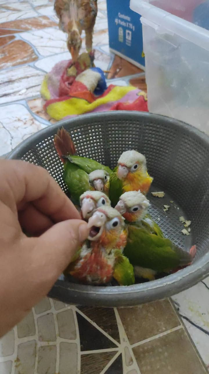 كنيور  افراخ اليف البيع


**إذا كنت صاحب هذا الإعلان وتريد حذفه لأي سبب، رجاءا أرسل رسالة إلى الدعم الفني**