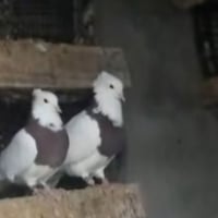 حمامتين • ايراني • احمر