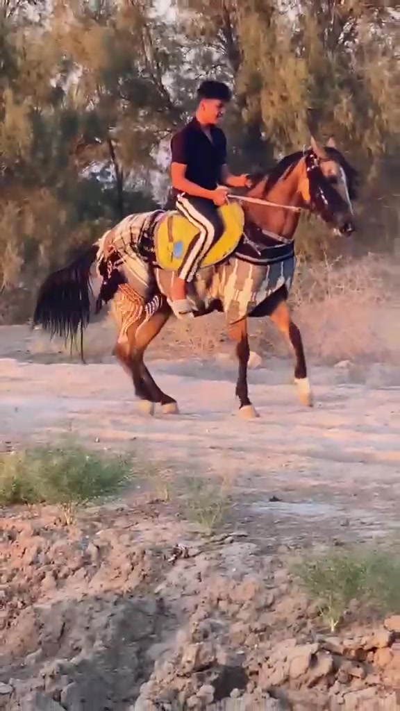 .. السلام عليكم مهره عربيه رقم واحد مكفوله  ع كل عيب ارتفاع154  كل شروط الجني مهره خط جمال خياله سلم  عشارهه 4شهر 
 ‏‪***********‬‏.. 
***********
واتساب موجود خاص مفتوح والشراي بطن عيني  .، 🤍
