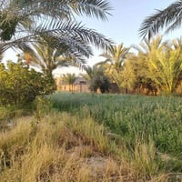 دونمين • بيتين جاهزين • طابو زراعي