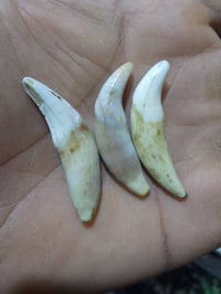 انياب ذيب