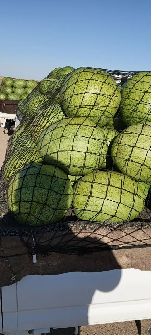 🍉🌿 الآن الشراء والبيع خير من الله في علوة سرحة النموذجية 🌿🍉
بگاگيل وفلاليح رگي درجة أولى وعلى جميع البگاگيل في عموم العراق 🇮🇶✨
التوجه إلى علوة سرحة النموذجية قرب سيطرة انجانة 🚛📍
اللهم زيد وبارك وارزق الجميع يا رب 🤲💚
العلوة بإدارة سيد جعفر الموسوي 🌟
🍉🍉🍉🌿🌿
💚🤍❤️
🚜📦🍉
✨🌾🍉
🤲💰🌿


**إذا كنت صاحب هذا الإعلان وتريد حذفه لأي سبب، رجاءا أرسل رسالة إلى الدعم الفني**
