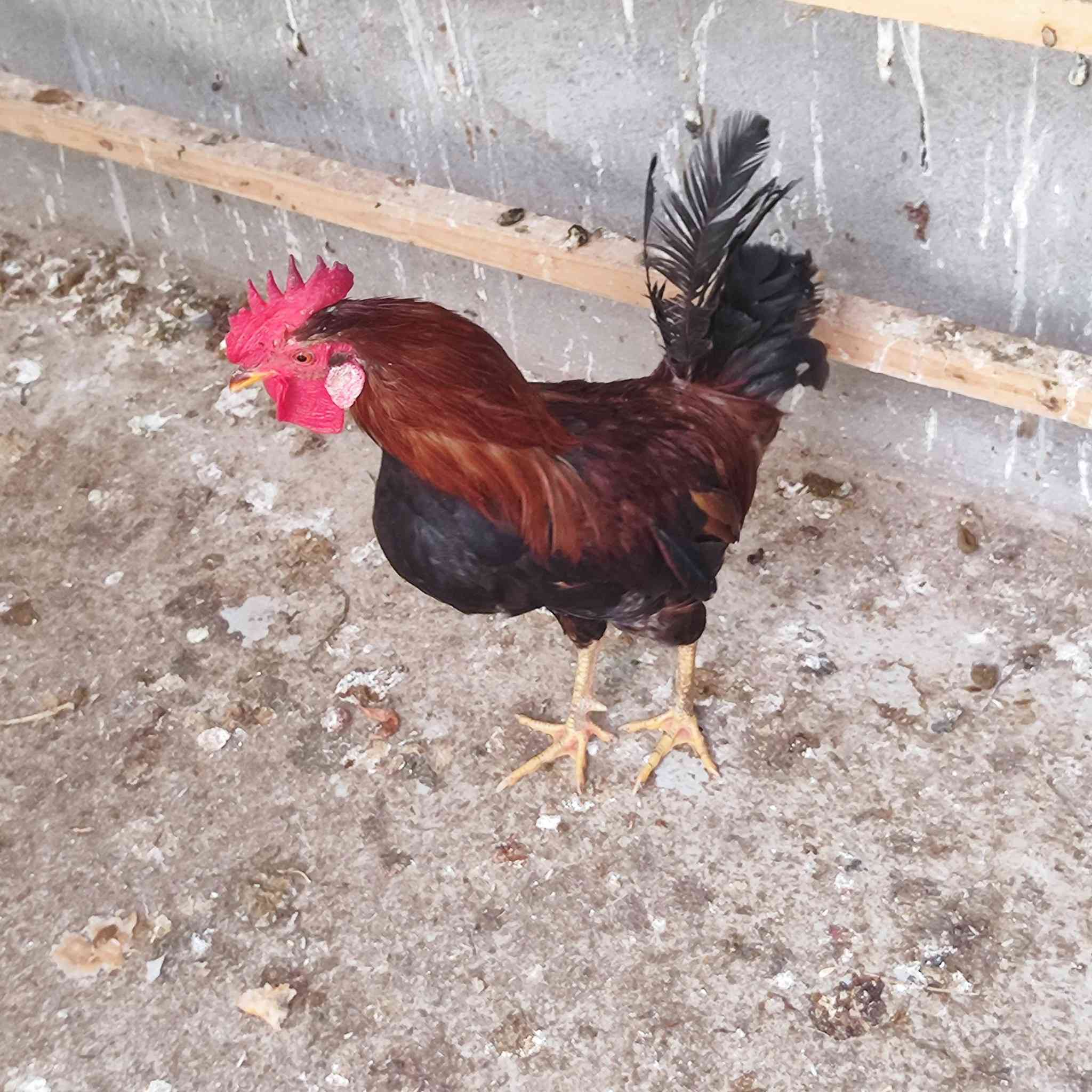 سلام عليكم شباب متاح  ديج و دجاجه  للبيع سعرهن  27 وبيهن مجال قليل  مكاني شهربان
***********
