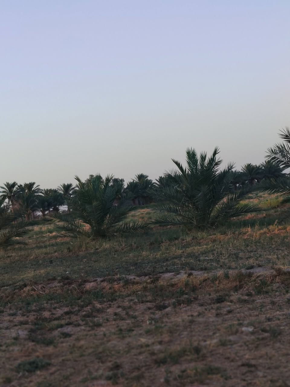 يالله  سلام عليكم  ارض زراعيه
اصلاح زراعي بسمي 👍 ارض زراعيه مكان بابل الحمزه الغربي   منْطقه  العوادل اتصال عله رقم ***********
