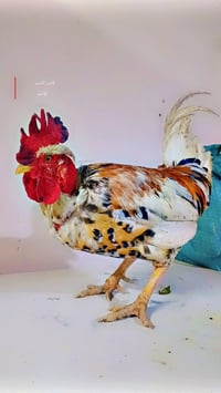 متاح ديك ابو ركيبه بارسلان شرط النصاحه السعر 20 الشراي يتصل 0773131058...