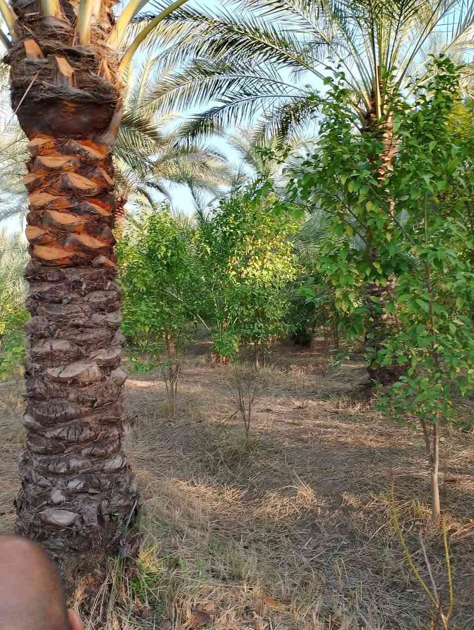 سلام عليكم توجد مزرعة للبيع المساحه دونمين تحتوي على بيت وحقل دواجن طابو زراعي سند ٢٥ تحويل بسم المشتري مباشر العنوان بغداد الراشديه قرب البحيره الاتصال على الرقم ***********
