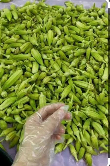ببامية مقلمة ومسلوقة... اذا كنت ترير تجمد بامية وحاير وتعبان🤔 احنة سويناها سهلة عليك😀 بس تجيبها وتحطهة بالمجمدة
ببامية مقلمة ومسلوقة... اذا كنت ترير تجمد بامية وحاير وتعبان🤔 احنة سويناها سهلة عليك😀 بس تجيبها وتحطهة بالمجمدة
السعر:4،250الف بس
التوصيل لجميع مناطق بغداد 
للتواصل والاستفسار :يرجى مراسلة الصفحة
او الاتصال على الرقم *********** واتساب
