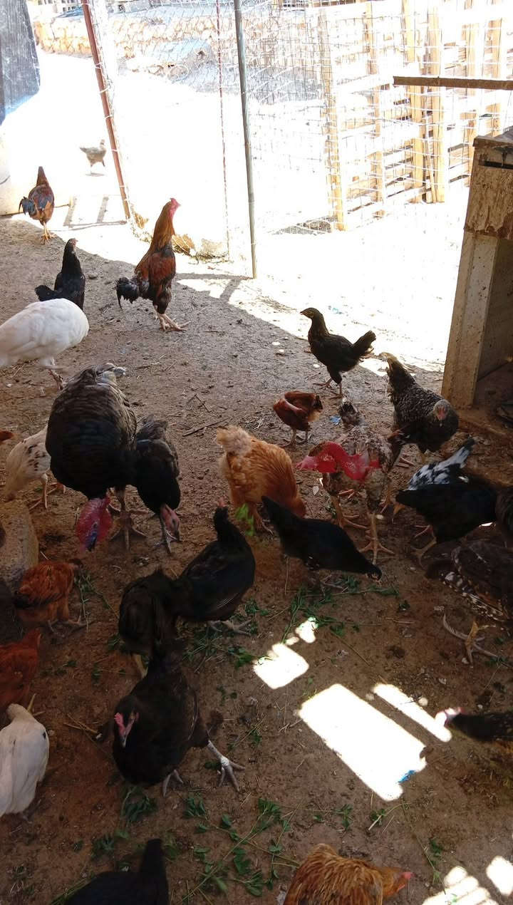 السلام عليكم
فراريج للبيع وفسيفسان اناثي عدد ٣
استفسار ***********
