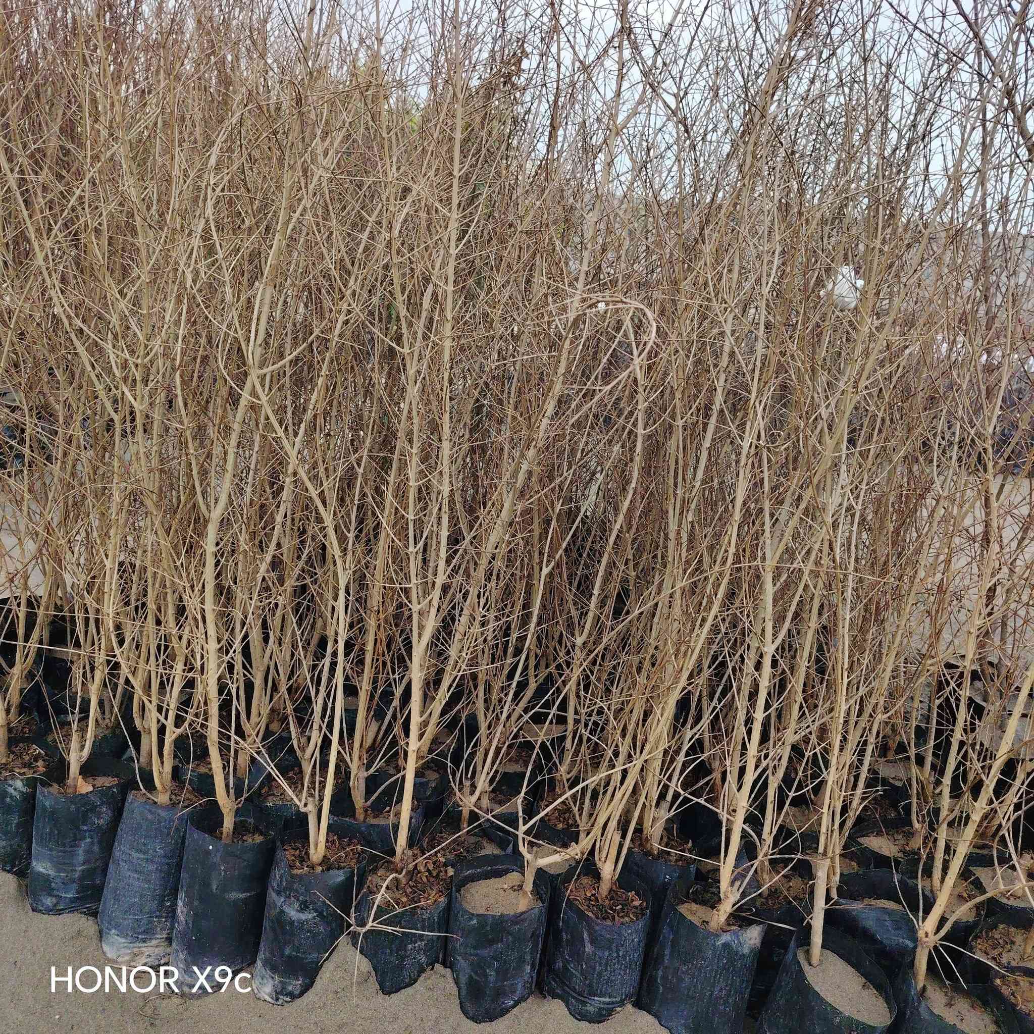 يتوفر لدينا اجود انواع فاكهة الحمضيات والنفضيات.
جميع الشتلات مطعم ومكفول واحجام مختلفه او اكثر.
ملائمة أجوائنا ذو إنتاج وفير. بيع جمله ومفرد.
للحجز والاستفسار الاتصال على الرقم *********** جاسم الخليفاوي العنوان الخالديه شارع العام مقابل بلديه الخالديه
