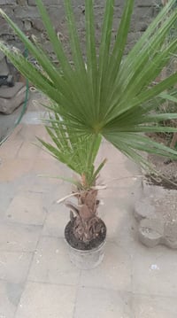 نخلات زينة • ارتفاع متر • جاهز للزرع
