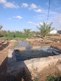 ٢ دونم • نخل ٧٥ • عقد