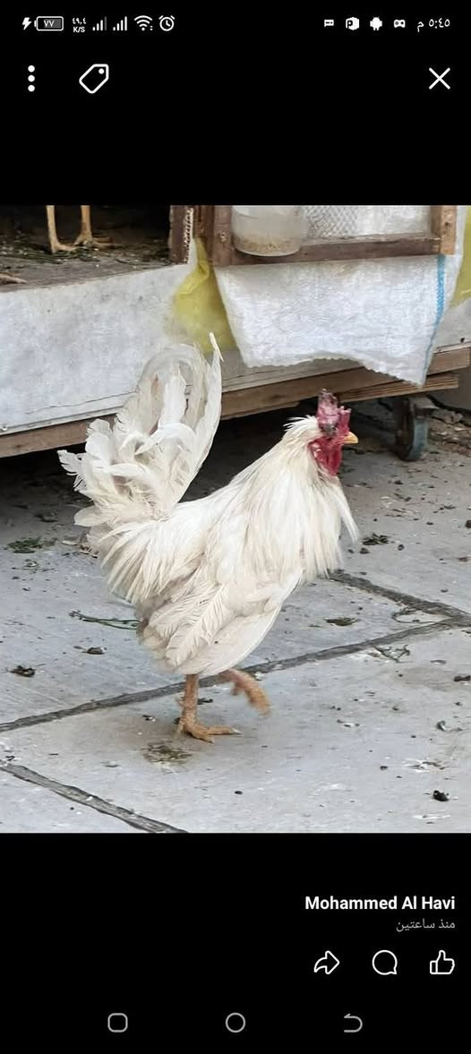 متاح
ديج كويتي للبيع شرط الصحه


**إذا كنت صاحب هذا الإعلان وتريد حذفه لأي سبب، رجاءا أرسل رسالة إلى الدعم الفني**