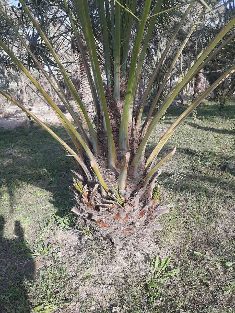 يوجد نخل خستاوي للبيع مثل ما موضح بل صوره اي استفسار تواصل خاص او الاتصال على رقم ***********
