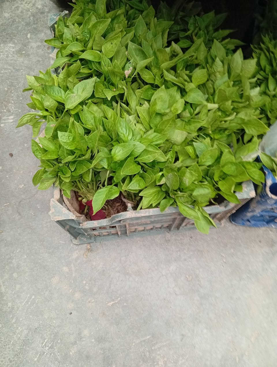 شتلات
طماطة عراقية وغير نوعية
فلفل حلو 
فلفل حار
فلفل عبود
باذنجان سوري 
باذنجان عراقي
@إشارة


**إذا كنت صاحب هذا الإعلان وتريد حذفه لأي سبب، رجاءا أرسل رسالة إلى الدعم الفني**