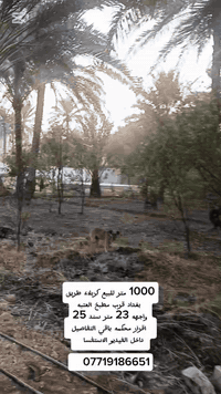 1000 متر للبيع كربلاء طريق بغداد قرب مطبخ العتبه سند ٢٥ اقرار محكمه واليرد نص ٥٠٠ متر هم تنباع باقي التفاصيل داخل الفيديو الاستفسار ***********
