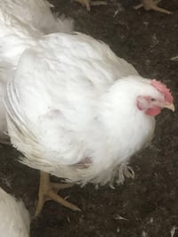 دجاج خشن • يم بيت عبدالله موسئ