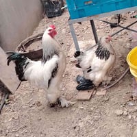 ديك • ٣ دجاجات • بياضات