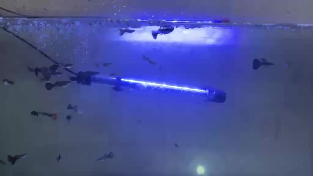 السلام عليكم حوض للبيع قياس 85.35.40 مع اسماك كوبي وأفراخ  وفلتر واناره وهيتر + امبوله دوره بايلوجيه + ملح ازاله كلور + محلول الأمان ***********
