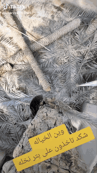 يوجد اكدر محترف قطع نخل
ال سفسار اتصال رقم بي واتساب(((( ***********))
