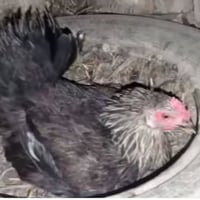للبيع دجاجت عرب 07703653020