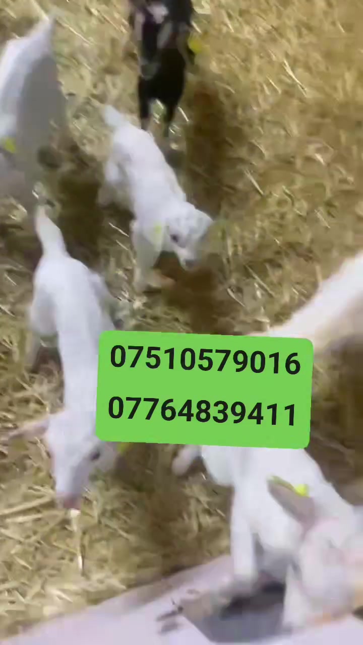 کاری سانین هەمووی نێڕ ؟تەمەن 10ڕۆژ
جووتی190هەزاڕ ؟شوێن هەڵەبجەی شەهید


**إذا كنت صاحب هذا الإعلان وتريد حذفه لأي سبب، رجاءا أرسل رسالة إلى الدعم الفني**
