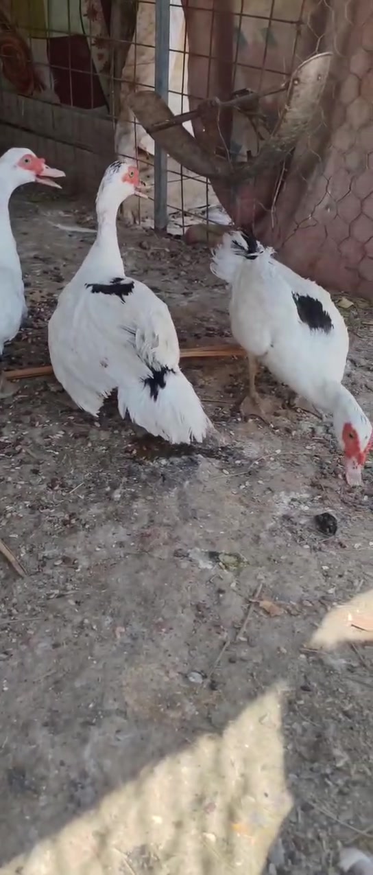 متاح ٣ نثايه مصري  خشنات وحلوات التك ب ٨ 

متاح زوج نثايه خضيري ب ٢٠ 

افراخ عدد ١٠ عمر فوك الشهر زوج ب ٥

مكاني قضاء المدينه شراي يراسل


**إذا كنت صاحب هذا الإعلان وتريد حذفه لأي سبب، رجاءا أرسل رسالة إلى الدعم الفني**
