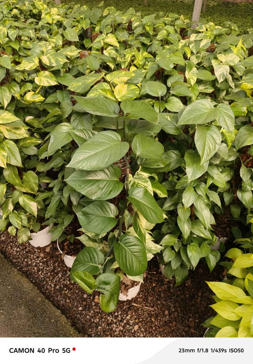 ياالله على بركه الله توجد لدينا جميع انواع النباتات الداخلية والخارجية وبأسعار تنافسية الاصحاب المشاتل وكميات كبيرة
عنوان المشتل طريق حله هاشميه مقابل شركه الرنا طريق ياحسين 
يوجد لدينا توصيل لجميع المحافظات 
البيع جمله ومفرد 
استفسار: ***********
