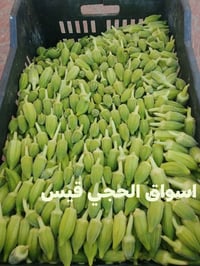 اسواق الحجي قيس اليوم بانيه بتره ناعمه مال الازركيه درجة اولى كيلو 250...