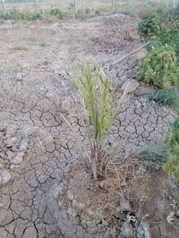 دونمين زراعي • عقد ٢٥ تحويل • مغروسه رمان وزيتون