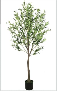 شجرة زيتون • جديدة • ١٧٠سم