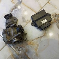 سكنس فحل • جبلي • شغالات