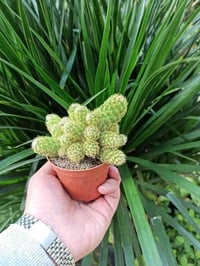 صبار ملون • بابونج • توصيل الموصل