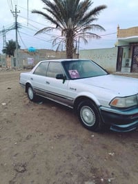 هارتوب ياباني • مكفولة • ناصرية مركز