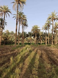 ١٩٥٠م • نخيل • البو گريده