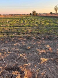 خيكان الشوملي • ٥ دونم • بيت وحقل عجول