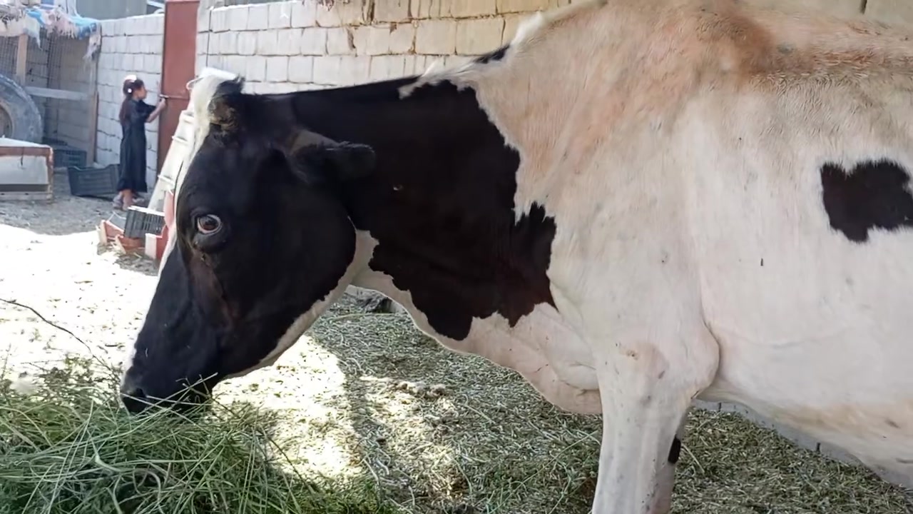 اللهم صل على محمد وال محمد هايشة البيع عليها عشار ٣شهر وتحلب متعهد كافت شروط جني بابل الشوملي سعر مناسب جداً الشراي ويوجد خدمت توصيل كل محافظات وحسب تفاق ***********
