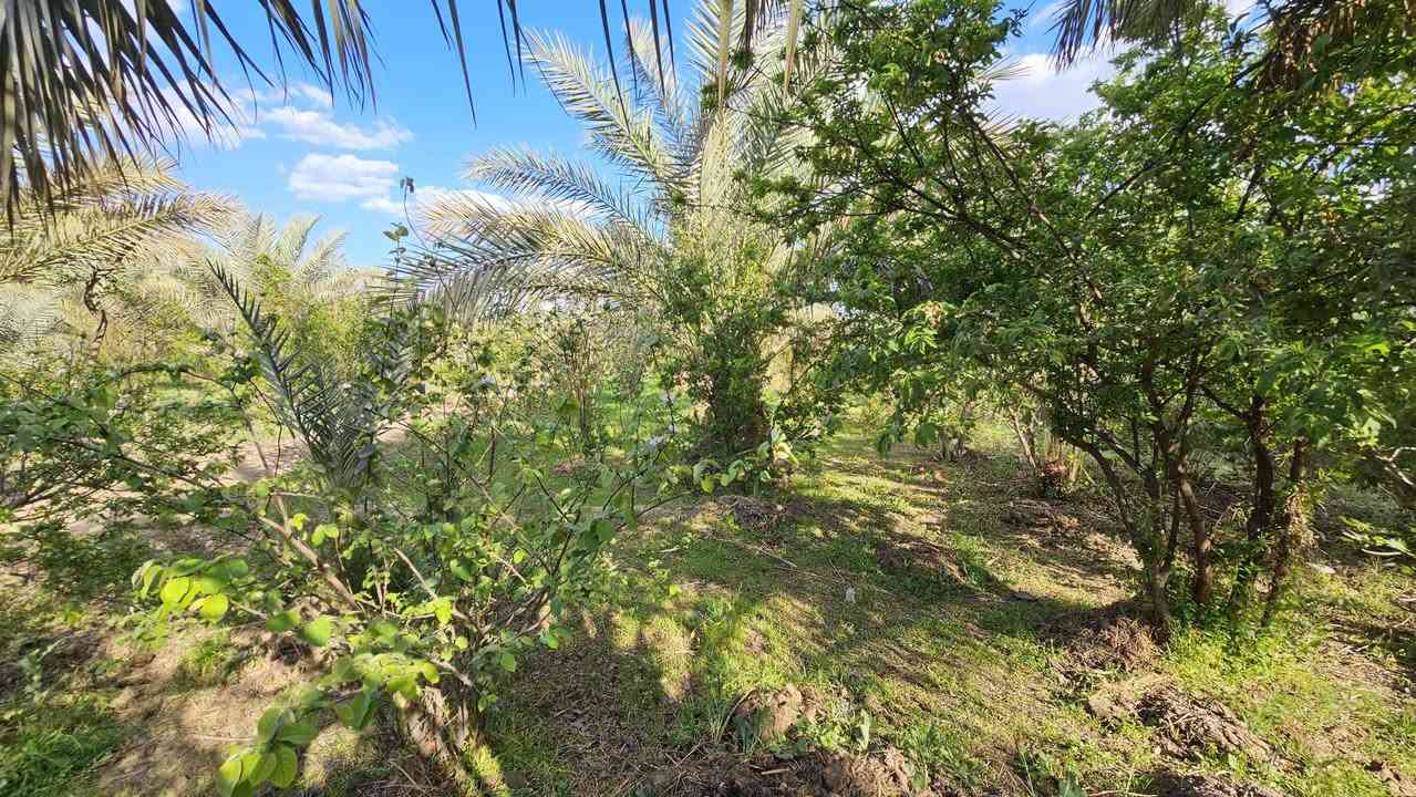 موقع مثالي في كربلاء 💯
✅ثلاث ️دوانم للبيع واجهه 33 م
مع 2 بيوت مساحة كل بيت 
200 م بناء طابوق جمهوري 

✅متوفرة كافة الخدمات 
تبليط، ماء، كهرباء، مدارس 
طابو سند 25 تحويل بالطابو

✅️الموقع كربلاء - شارع الإبراهيمية 
طريق الشهداء ( منطقة عناز )
تبعد من مركز مدينة كربلاء 15 كيلو 

💰السعر الكلي للأرض// 700 مليون 

📞 أتصل الآن ‪ ***********
