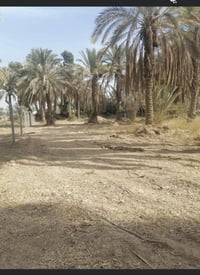 قرب السنيه • ع الشط • طابو زرعي