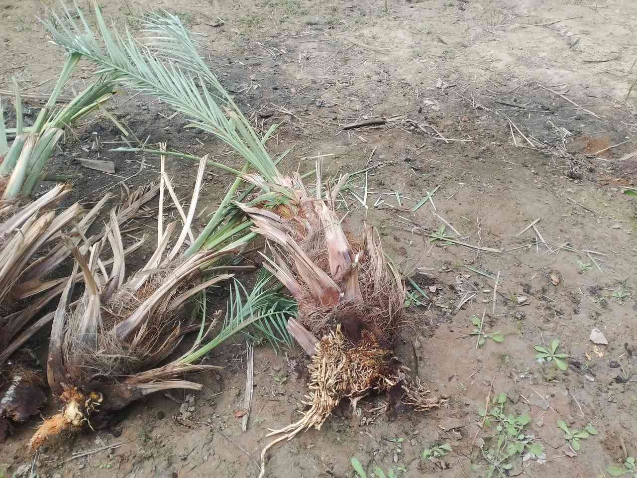 السلام عليكم
يوجد فسائل نخيل شويثي اصفر مشلوع وكامل اكو ب 7 الف واكو ب ٥الف وبي مجال السعر
