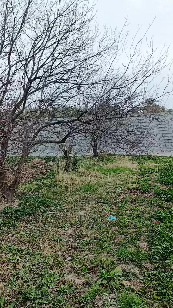 بستان 2 دونم طابو سند 25
المكان التاجي مقابيل معسكر التاجي قرب كليه الرشيد الجامعه
مستعجل على البيع التحويل مباشر 

مع اشجار مشمش ما يقارب 60 شجرة مشمش

ونخل برحي حديث الزراعه 

للتواصل 
***********

***********
